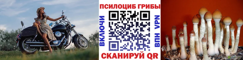 Псилоцибиновые грибы Psilocybine cubensis  даркнет сайт  Жирновск 
